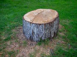 Best Firewood Processing and Delivery  in Brazoria, TX
