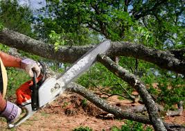 Best Tree and Shrub Care  in Brazoria, TX