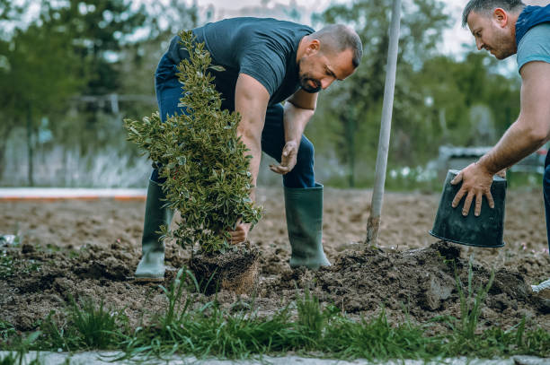  Brazoria, TX Tree Services Pros