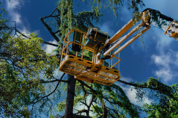 Trusted Brazoria, TX Tree Services Experts