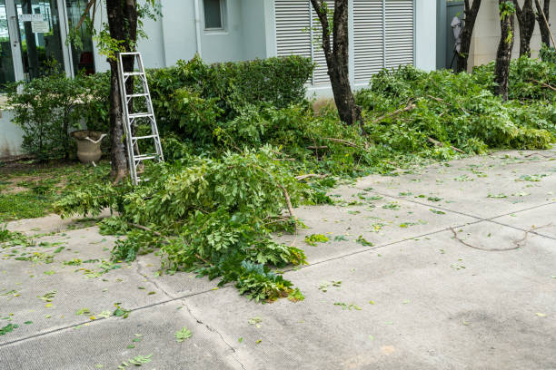 Best Fruit Tree Pruning  in Brazoria, TX