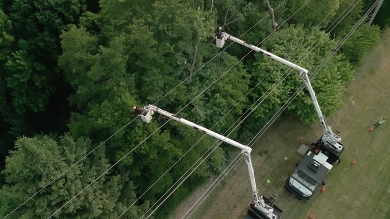 Trusted Brazoria, TX Tree Services Experts